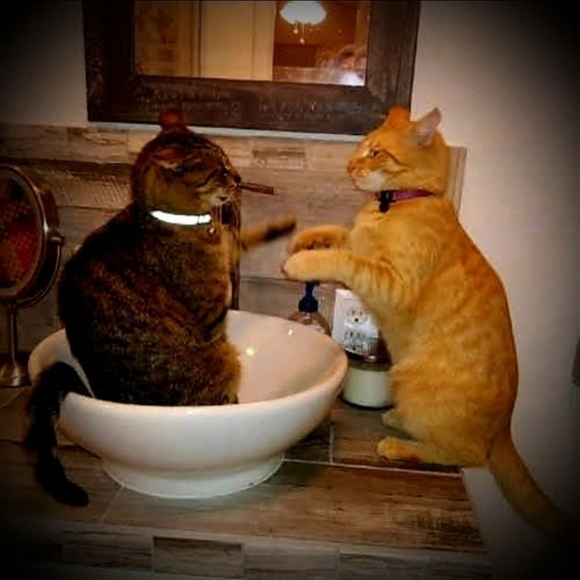 Meet your Posher, Joanna - Picture 5 of 10